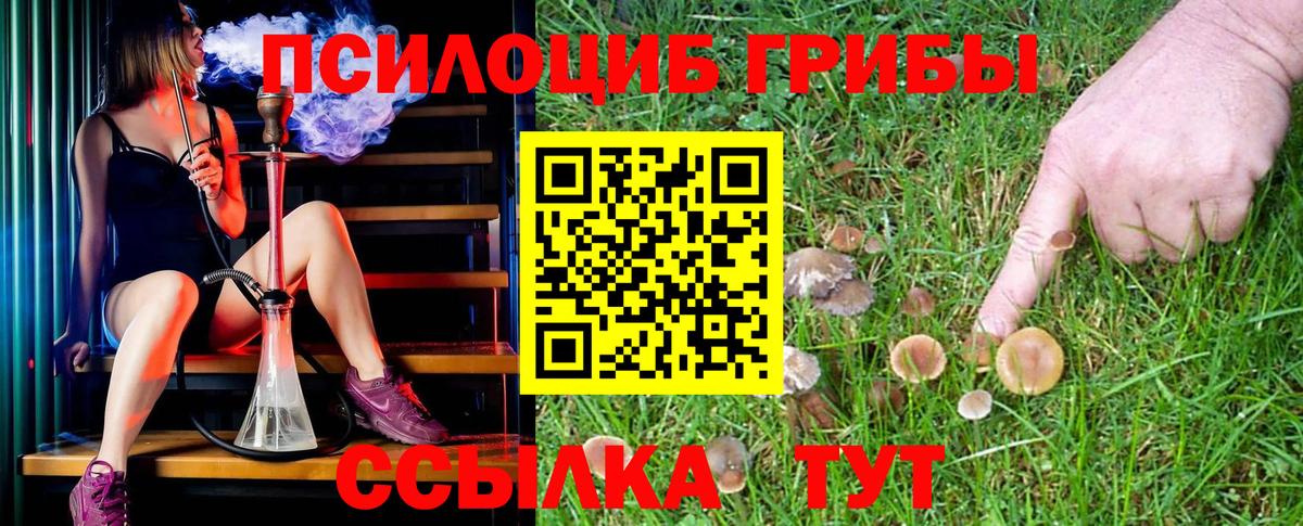 Псилоцибиновые грибы Psilocybe Когалым